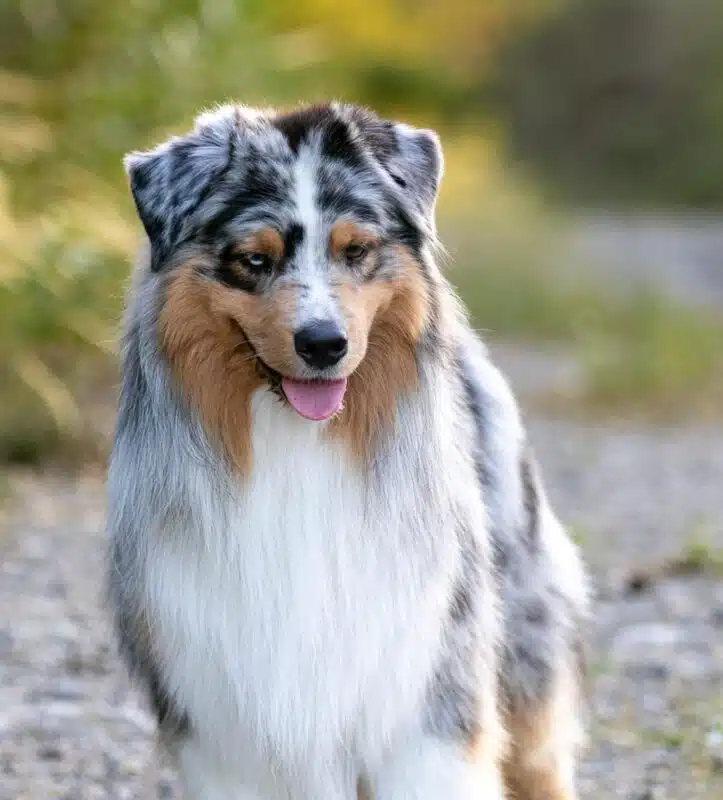 etalon berger australien disponible saillie