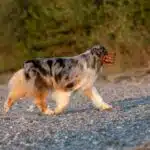etalon berger australien disponible saillie