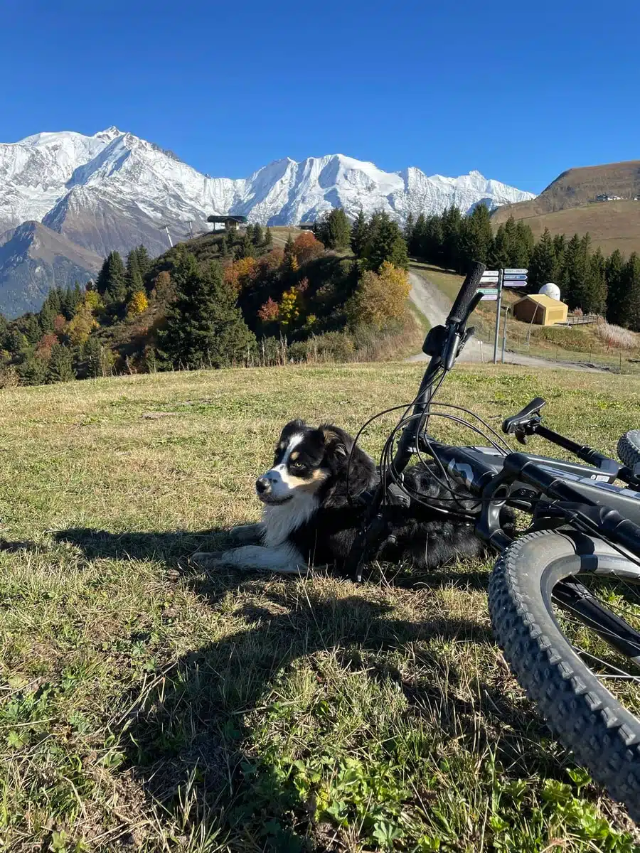 Mâle étalon berger australien noir tricolore disponible saillie
