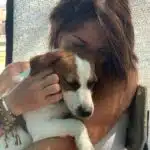 chien jack russell terrier elevage fauve et blanc