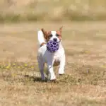 chien jack russell terrier elevage fauve et blanc