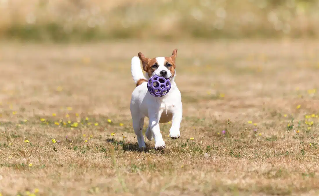 chien jack russell terrier elevage fauve et blanc