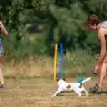 chien jack russell terrier elevage fauve et blanc