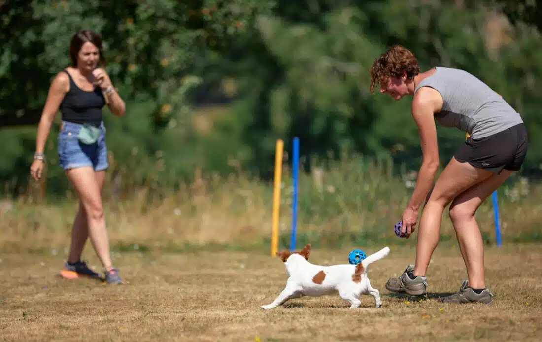 chien jack russell terrier elevage fauve et blanc