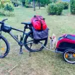 chien jack russell terrier elevage fauve et blanc