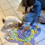 chien jack russell terrier elevage fauve et blanc