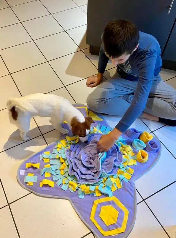 chien jack russell terrier elevage fauve et blanc