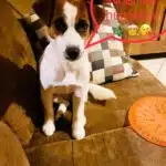chien jack russell terrier elevage fauve et blanc