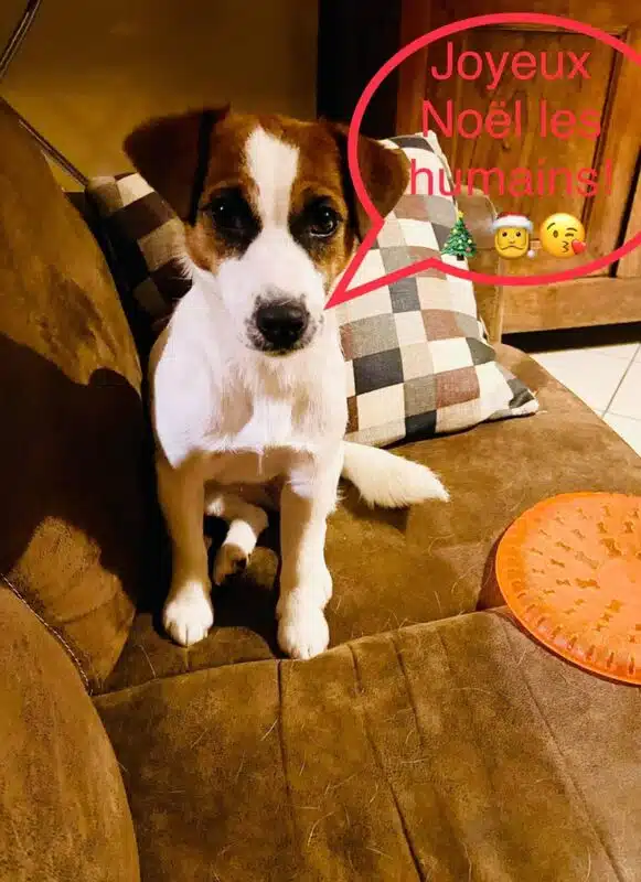 chien jack russell terrier elevage fauve et blanc