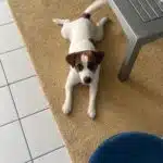 chien jack russell terrier elevage fauve et blanc