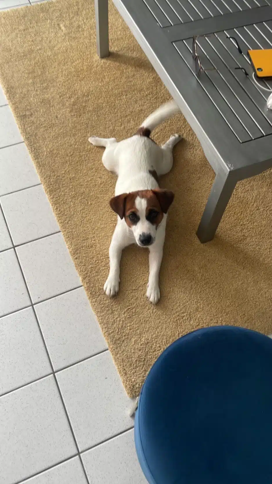 chien jack russell terrier elevage fauve et blanc