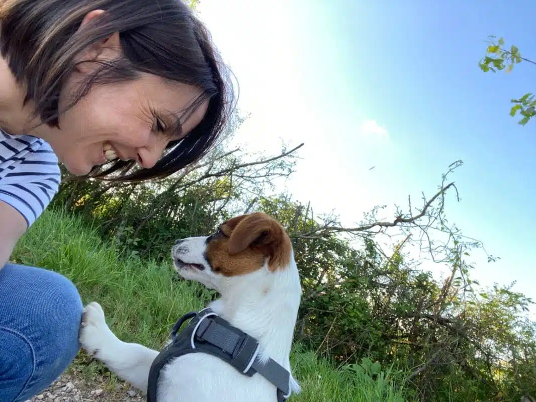 chien jack russell terrier elevage fauve et blanc