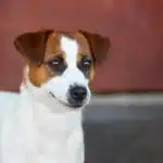 chien jack russell terrier elevage fauve et blanc