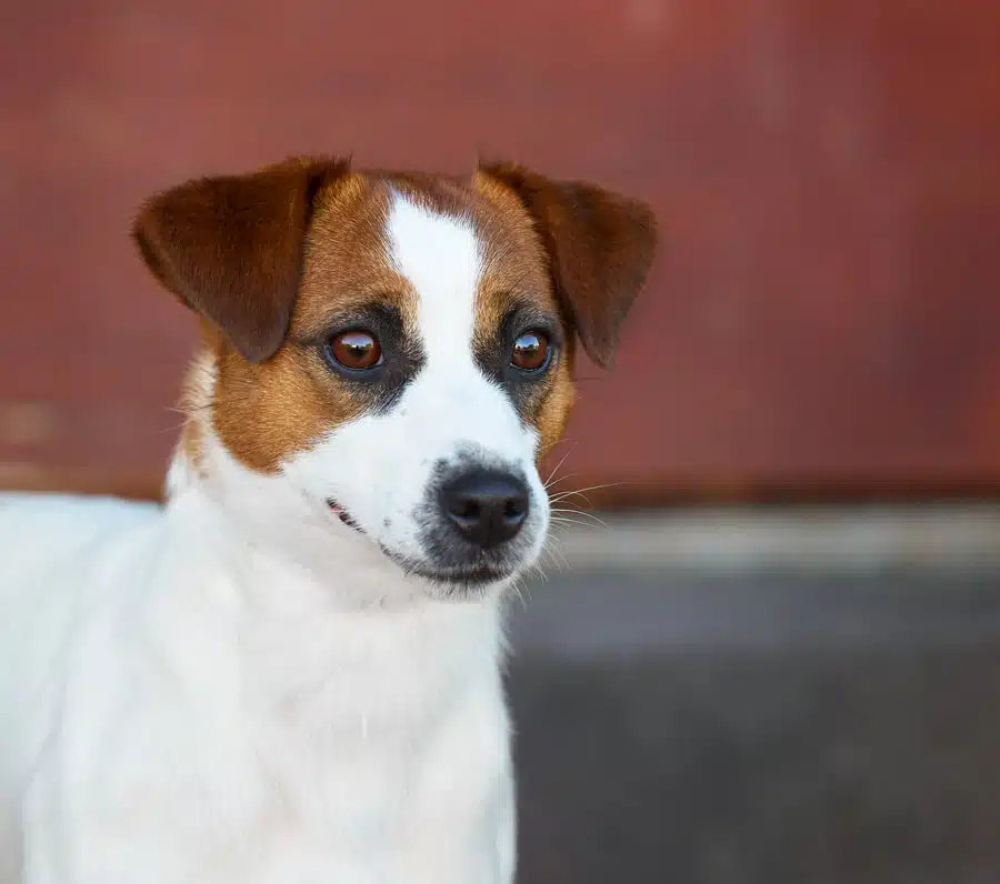 chien jack russell terrier elevage fauve et blanc