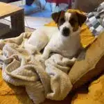 chien jack russell terrier elevage fauve et blanc