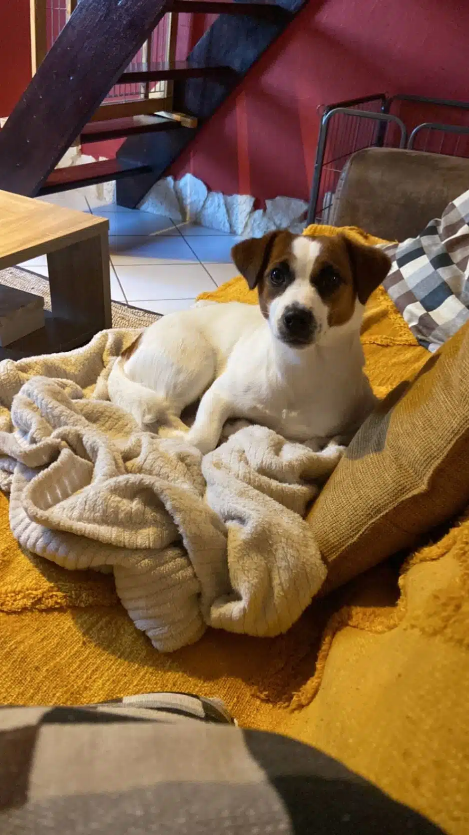 chien jack russell terrier elevage fauve et blanc