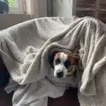 chien jack russell terrier elevage fauve et blanc