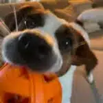 chien jack russell terrier elevage fauve et blanc