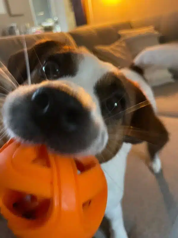 chien jack russell terrier elevage fauve et blanc