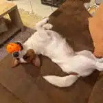 chien jack russell terrier elevage fauve et blanc