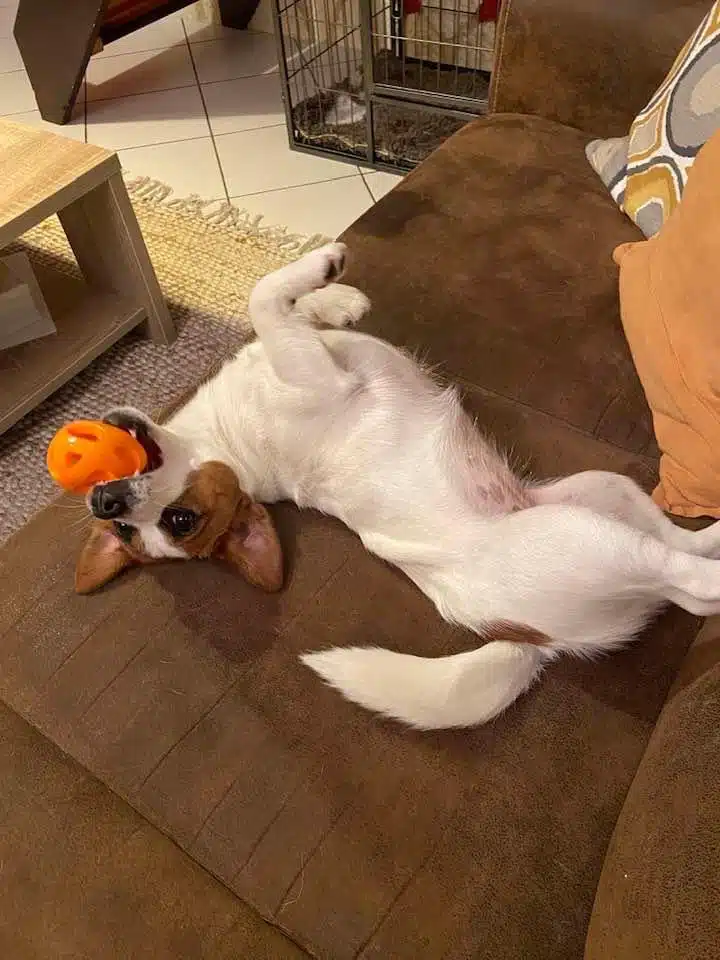 chien jack russell terrier elevage fauve et blanc
