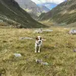 chien jack russell terrier elevage fauve et blanc