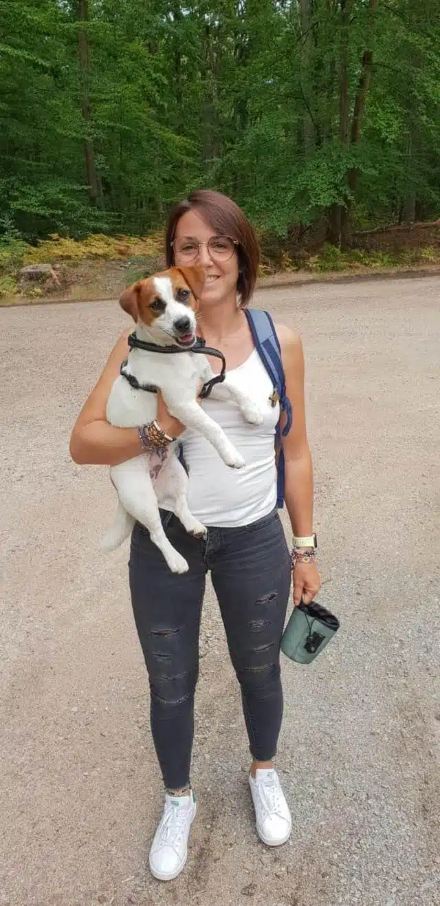 chien jack russell terrier elevage fauve et blanc