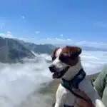 chien jack russell terrier elevage fauve et blanc