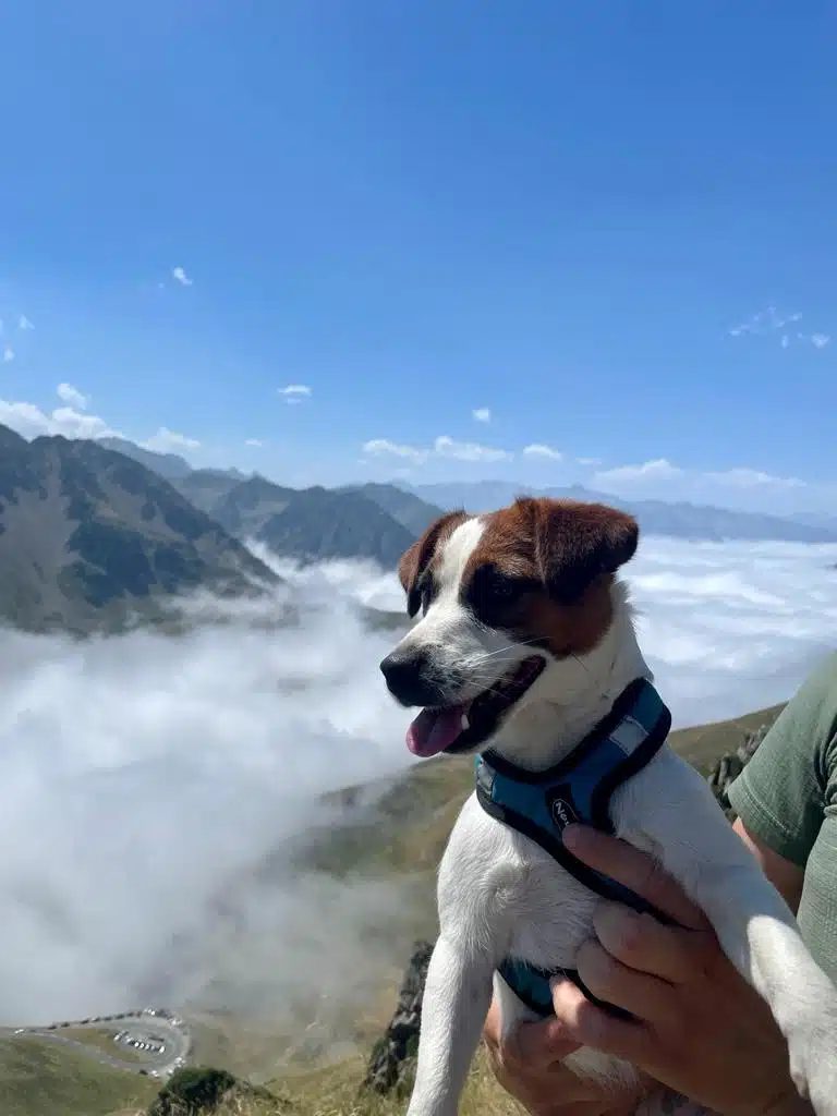 chien jack russell terrier elevage fauve et blanc