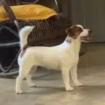 chien jack russell terrier elevage fauve et blanc