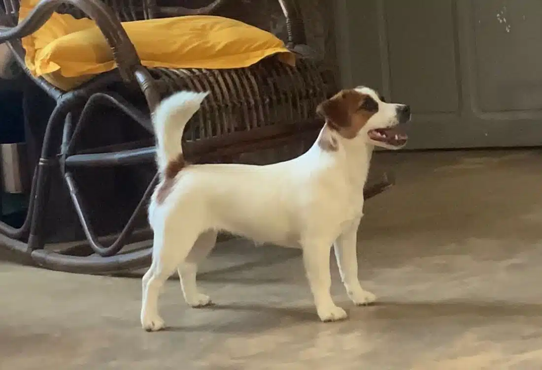 chien jack russell terrier elevage fauve et blanc