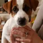 chien jack russell terrier elevage fauve et blanc