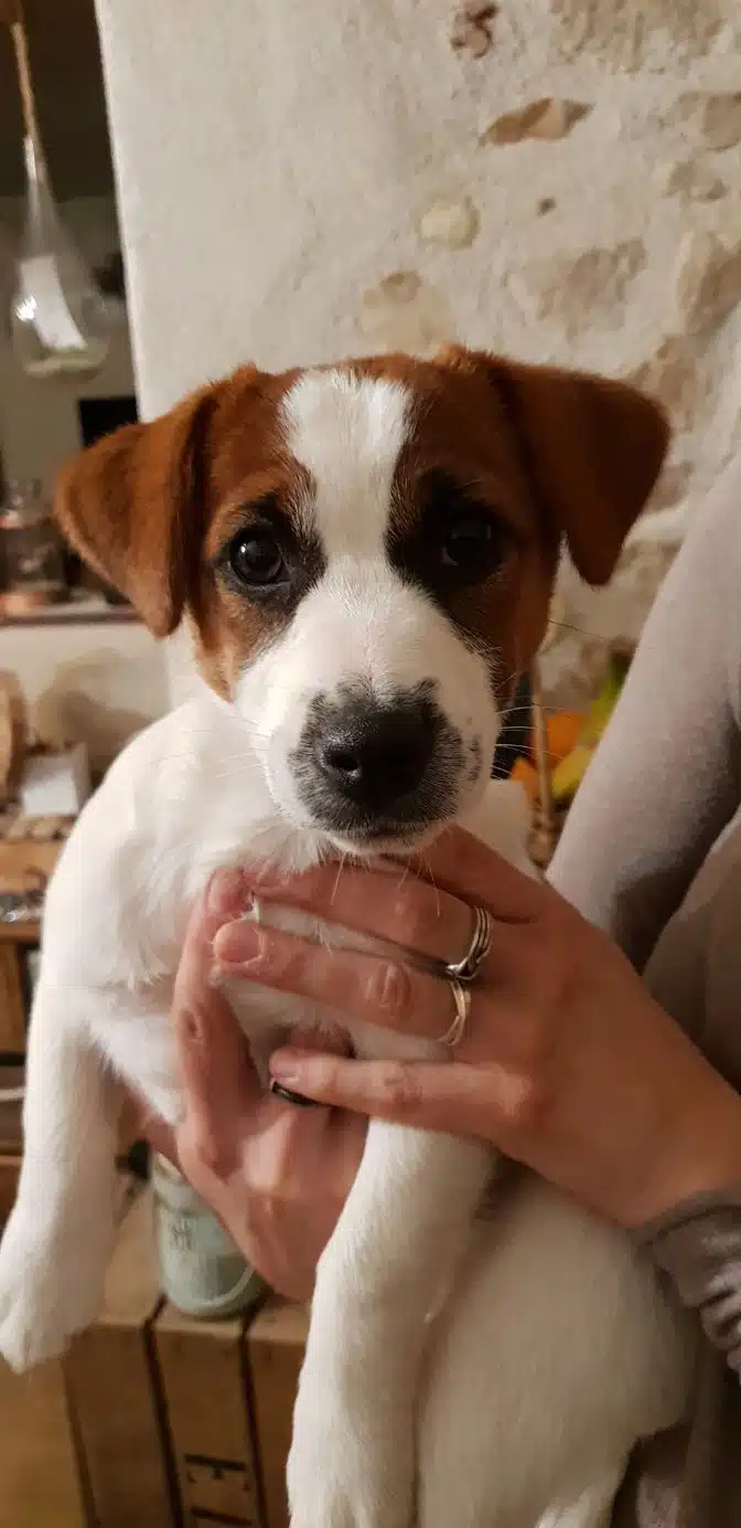 chien jack russell terrier elevage fauve et blanc