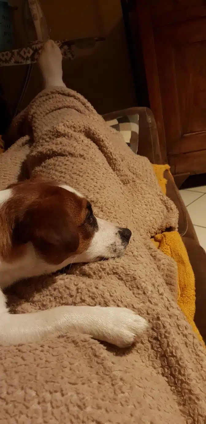chien jack russell terrier elevage fauve et blanc