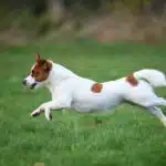 chien jack russell terrier elevage fauve et blanc