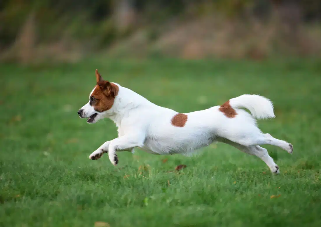 chien jack russell terrier elevage fauve et blanc