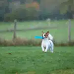 chien jack russell terrier elevage fauve et blanc