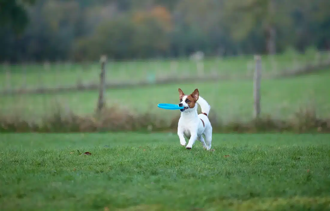chien jack russell terrier elevage fauve et blanc