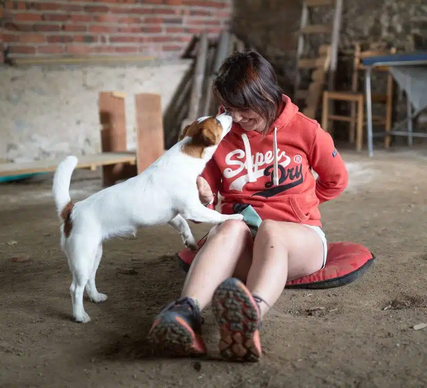 chien jack russell terrier elevage fauve et blanc