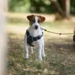 chien jack russell terrier elevage fauve et blanc