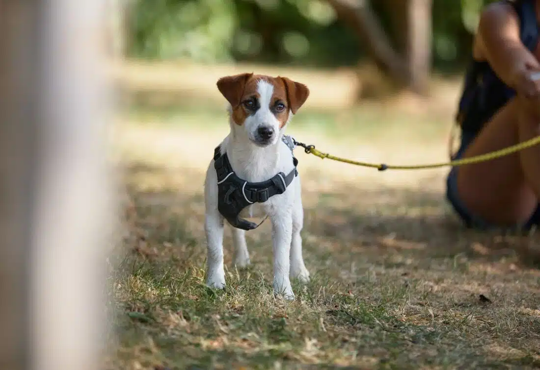 chien jack russell terrier elevage fauve et blanc
