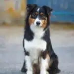 chienne femelle berger australien LOF noir tricolore
