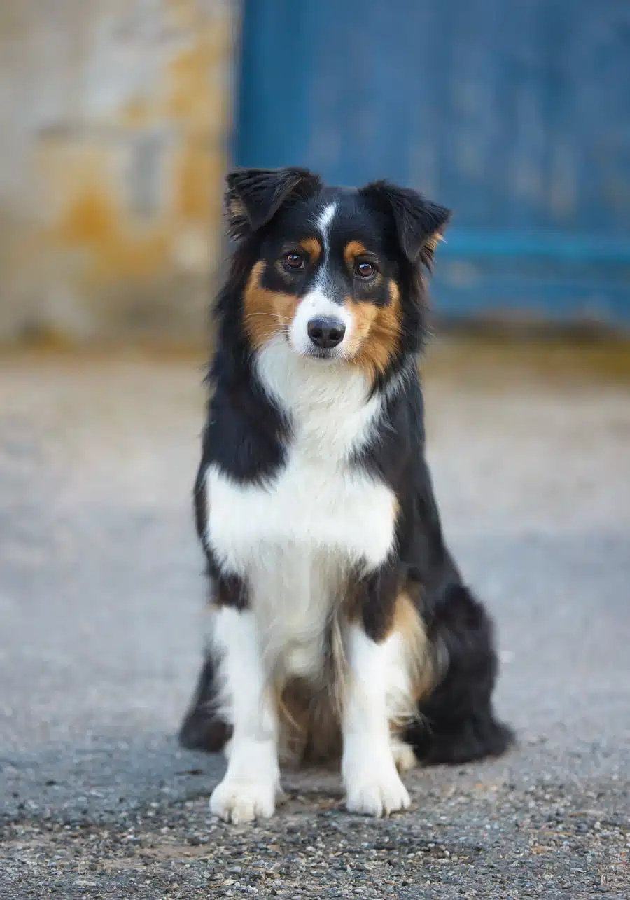 chienne femelle berger australien LOF noir tricolore