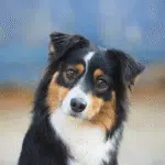 chienne femelle berger australien LOF noir tricolore