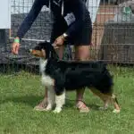 chienne femelle berger australien LOF noir tricolore