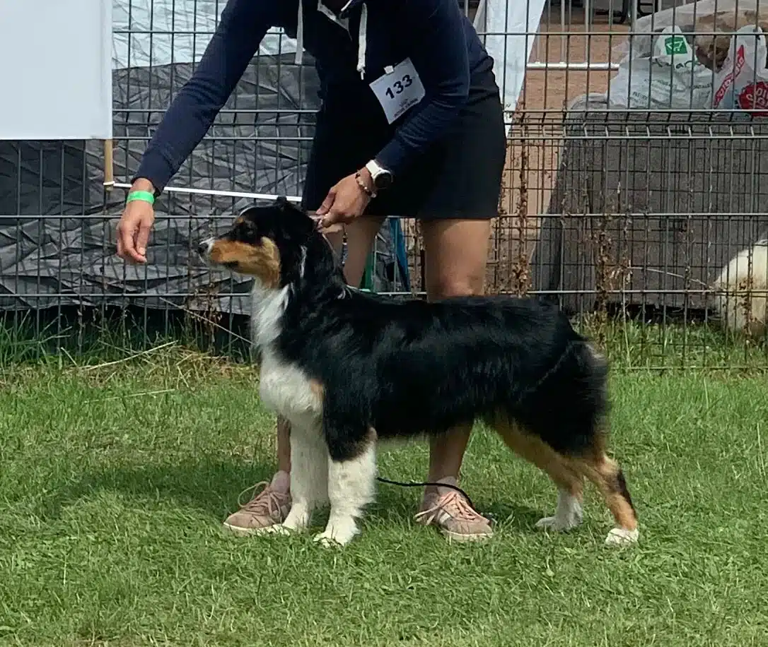 chienne femelle berger australien LOF noir tricolore