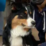chienne femelle berger australien LOF noir tricolore