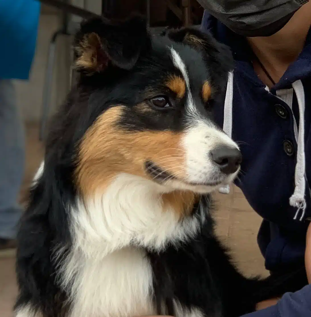 chienne femelle berger australien LOF noir tricolore