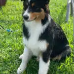 chienne femelle berger australien LOF noir tricolore