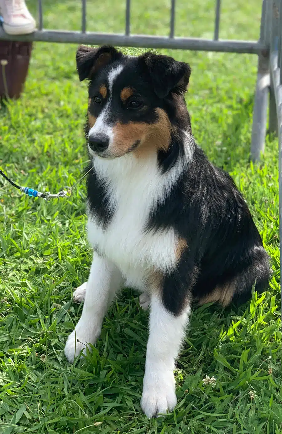 chienne femelle berger australien LOF noir tricolore
